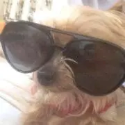 パイン