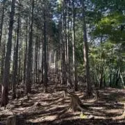 シンヤ