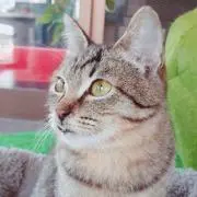 Ｎ
