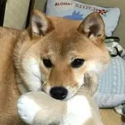 MISAKO