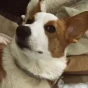 どんぐりころころ