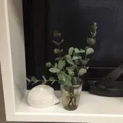 しゃちたんの画像