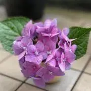 JB007の画像