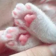 Nekokkeの画像