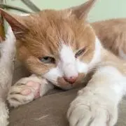 そら 5/5～6/6発送できませんの画像