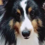 たまピヨの画像