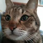 okamedonの画像