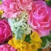 紫陽花の画像