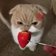 도토리⛔️プロフ＆説明欄必読⛔️の画像