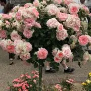 りんご