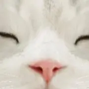 みーーーんの画像