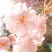みーの画像