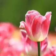 ruruの画像