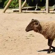 ( *｀ω´)の画像