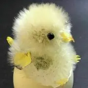 ぽんの画像