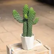 さぼてん