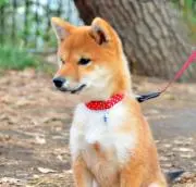ぽちの画像
