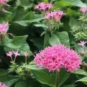 YUの画像