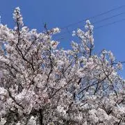 そうの画像