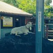 kai ☆プロフ必読☆の画像