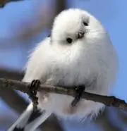 しえるの画像
