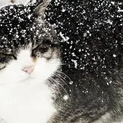 ^..^の画像