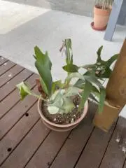 りめの画像