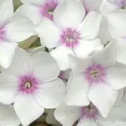 Hanaの画像