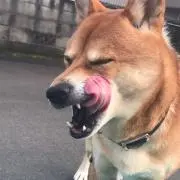 こたちゃん