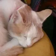 すみっこの画像