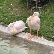 たいやきの画像