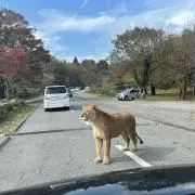 ライオン犬の画像