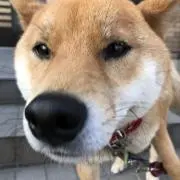 ヒロたんの画像