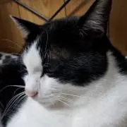 はちわれ