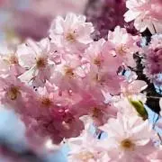 sakuの画像