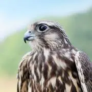 鷹の画像