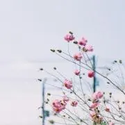 花のなまえ