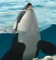 ヒロコの画像