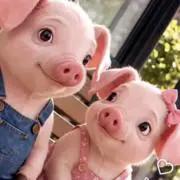 BoouBoou