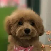 masa