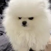 ビオの画像