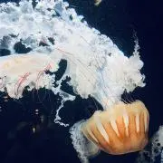 ONEの画像