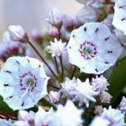 Sirokuma⭐︎ʕ•ᴥ•ʔの画像