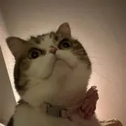 ゆいの画像