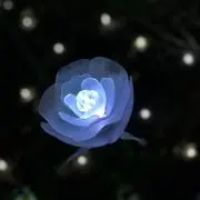 とりっぴー