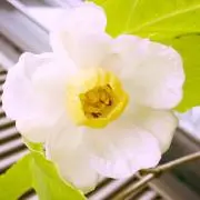 たちゃんの画像