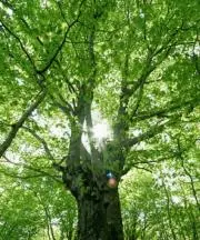 まーの画像