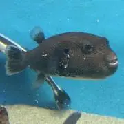 いっぱつまんの画像