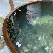 コンニャクの画像