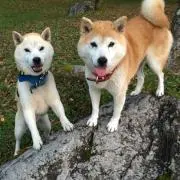 きたのりの画像